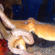 Illustration for article titled All The Dumbass Fish At The Aquarium…Ranked